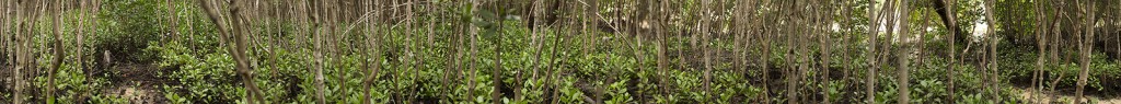 pan_mangroves
