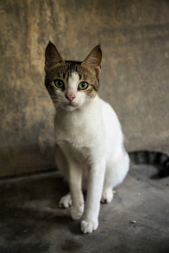 lamu_cat