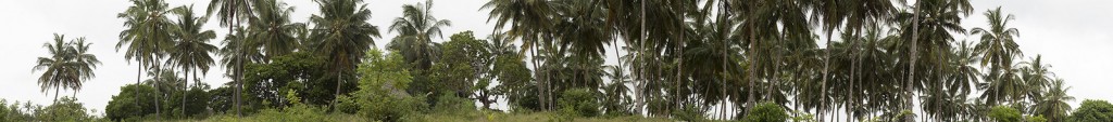 pan_palms