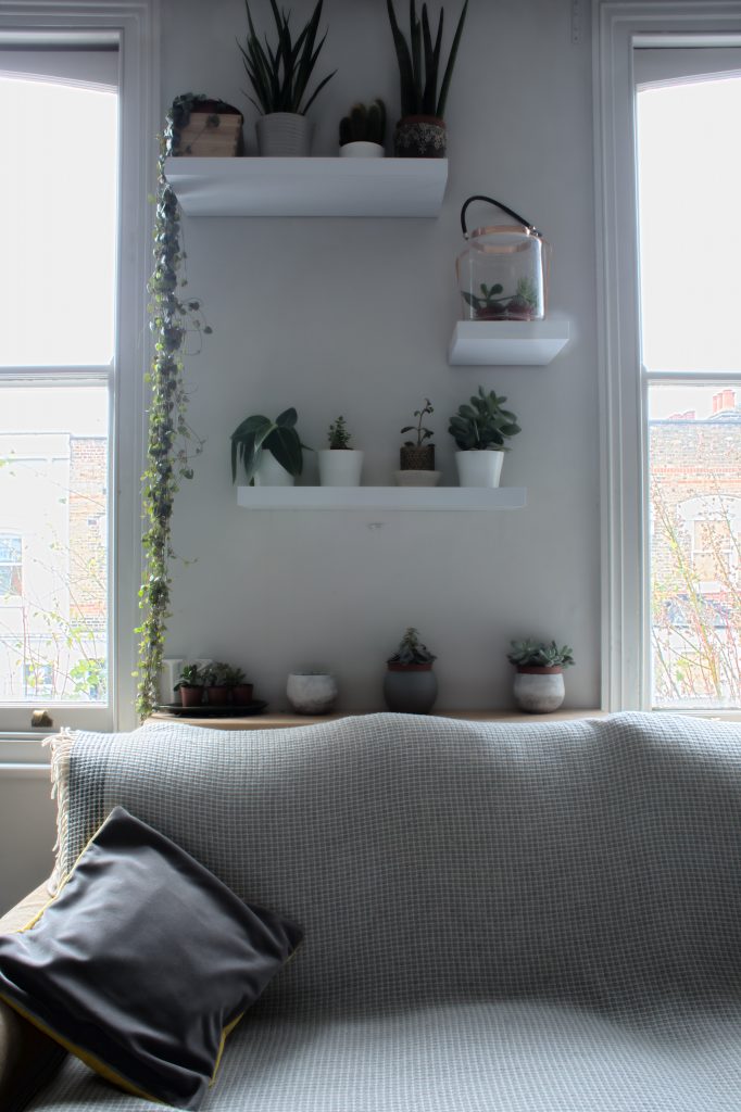 Plants_Shelves